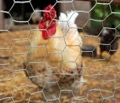 Rede de fios de aves de capoeira hexagonais galvanizados para galinheiro